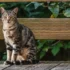 The History and Popularity of American Shorthair Cats
