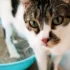 The Benefits of Consistent Feeding Schedule for Your American Bobtail Cat
