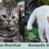 The Impact of Gender on the Behavior of American Shorthairs