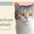 Why Regular Ear Cleaning is Crucial for American Wirehair Cats?