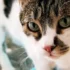Choosing the Right Cat Food for American Bobtail’s Dental Health