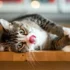 Train Your American Shorthair: Tips and Tricks