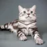 A Look into the Origins of American Shorthair Cats Compared to Other Cat Breeds