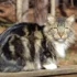 Genetic Disorders in American Bobtail Cats