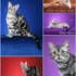 Protecting Your American Shorthair from Feline Infectious Diseases