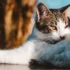 The Role of Consistent Litter Box Training for Your American Wirehair