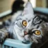 The Role of American Shorthair Cats in American Culture