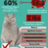 Preventing Health Issues in American Shorthair Cats