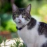 American Wirehair: Solving Litter Box Issues