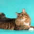 Foods to Avoid for American Bobtail Cats with Sensitive Stomachs