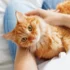 Understanding Urinary Tract Infection in American Bobtail Cats