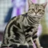 Exploring the Vocalizations of American Shorthairs