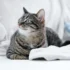 Feeding Your American Shorthair: The Importance of a Balanced Diet