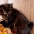 Feeding American Bobtail Kittens: What You Need to Know