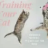 How to Start Leash Training with Your California Spangled Kitten