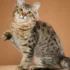 Signs, Diagnosis, and Treatment of Urinary Tract Infection in American Bobtail Cats