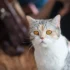 Handling Behavioral Issues in American Wirehair Cats
