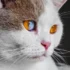 The Fascinating World of California Spangled Cat’s Blue Eyes
