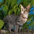 California Spangled Cats: How to Choose the Right Leash