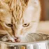 Creating a Feeding Schedule for Your American Bobtail Cat