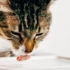 Understanding the Genetics of American Wirehair Cats