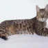 Determining the Optimal Breeding Age for Your California Spangled Cat