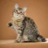Alternative Protein Sources for American Bobtail Cats with Food Allergies