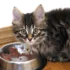 Free Feeding vs Timed Meals: What’s Best for Your American Bobtail Cat?