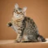 The Evolution of American Bobtail Cats: Navigating Environmental Changes