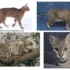 The Unique Traits of the First California Spangled Cat