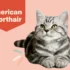 Caring for Your American Shorthair Cat’s Dietary Needs