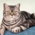 Tips and Tricks for Managing Arthritis in American Shorthair Cats