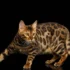 American Wirehair vs. Other Wirehair Cat Breeds: Which One is Right for You?
