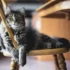 Humane Alternatives to Declawing Your American Wirehair