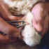 American Bobtail Cat Nail Anatomy for Safe Trimming