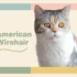 Keeping Your American Wirehair Cat’s Skin Healthy
