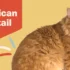 How to Treat Common Nail Problems in American Bobtail Cats