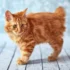 The Role of Diet in Maintaining a Healthy Coat in American Bobtail Cats