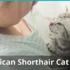 Why do American Shorthairs shed?