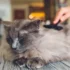 Reduce Shedding in American Bobtail Cats: Tips & Tricks