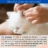 The Anatomy of an American Bobtail’s Ear and How It Affects Cleaning