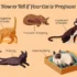 What Factors Influence Successful American Wirehair Breeding?