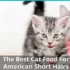 American Shorthair Cats and Other Pets: What You Need to Know
