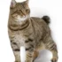 The Role of Genetic Testing in American Bobtail Breeding: Risks and Benefits
