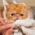The Essential Grooming Tools for American Wirehair Cats