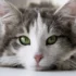 Understanding the Dietary Needs of American Bobtail Cats