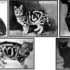 Why the First American Wirehair Cat Show Was So Important