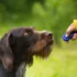 Why Interactive Play is Essential for American Wirehairs