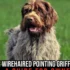 Wirehair Pregnancy Stages: What You Need to Know