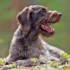 Pre-Breeding Health Tests for American Wirehairs